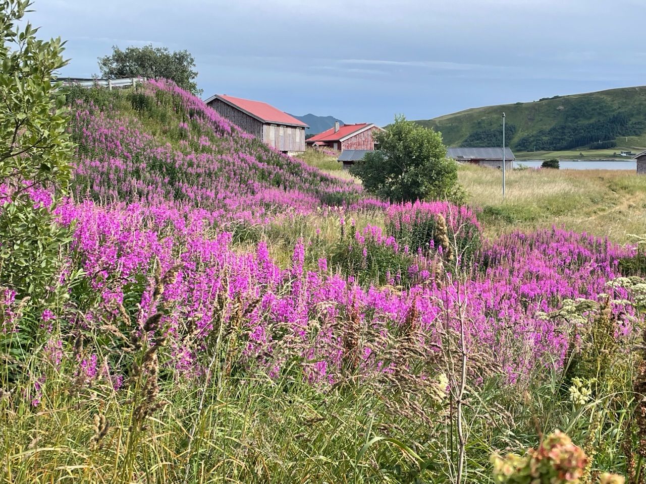 Norway 2 - Atlantic coast: Trondheim, Bodø, Alta, inland detour